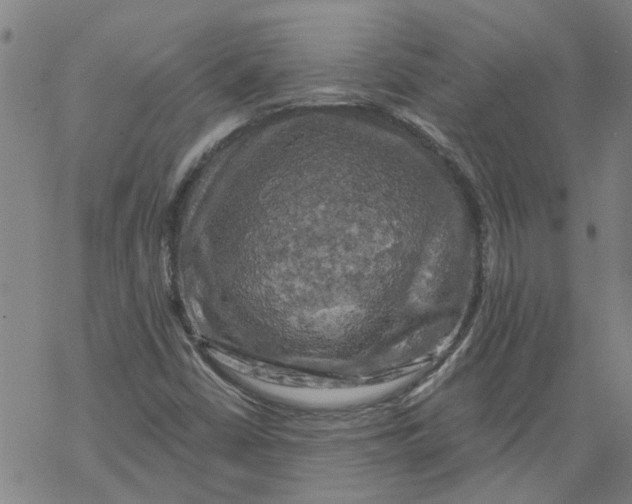 X0000068891402200605261834