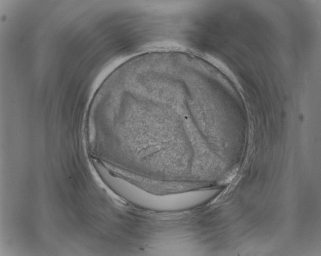 X0000068891440200605261835