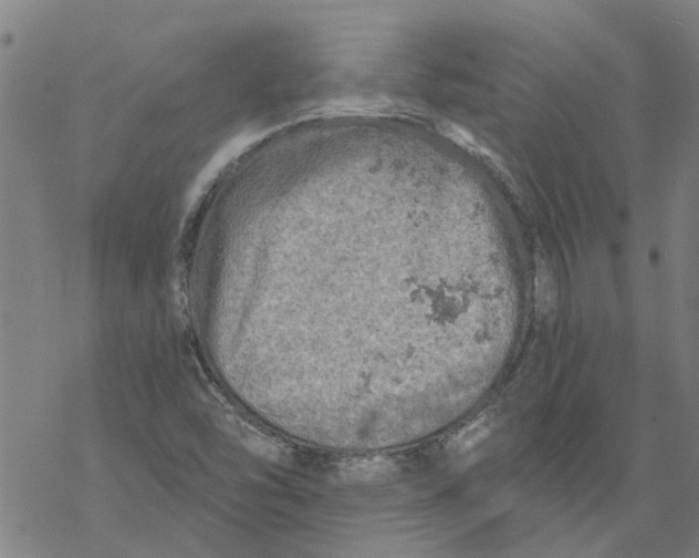 X0000068891454200605261834