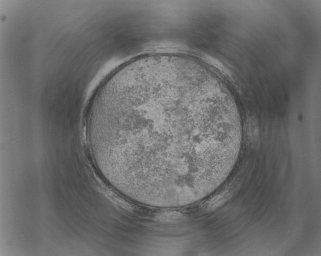 X0000068891462200605261834