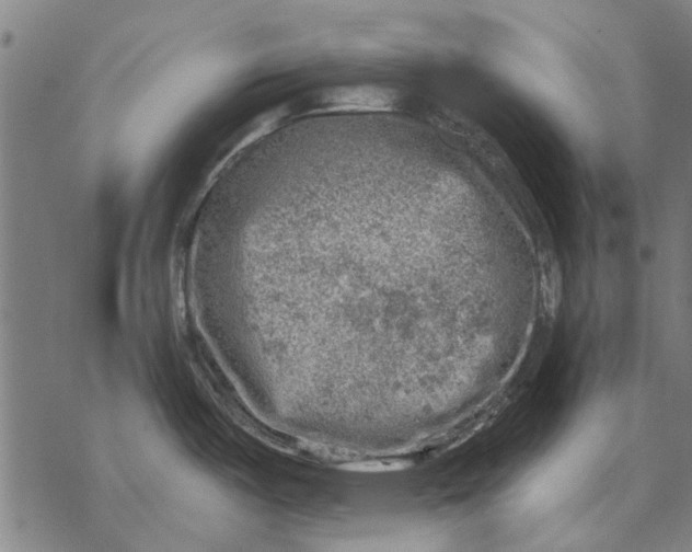 X0000068891487200605261833