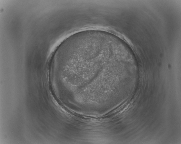 X0000068891504200605261833