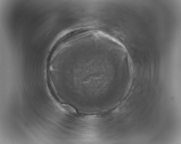 X0000068890054200606021930