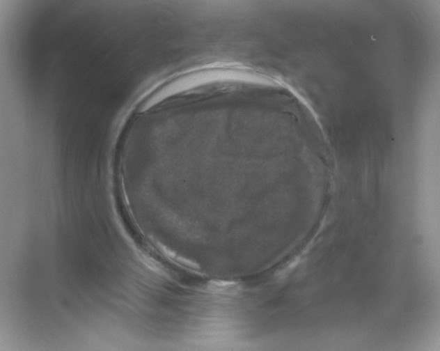 X0000068890055200606021930