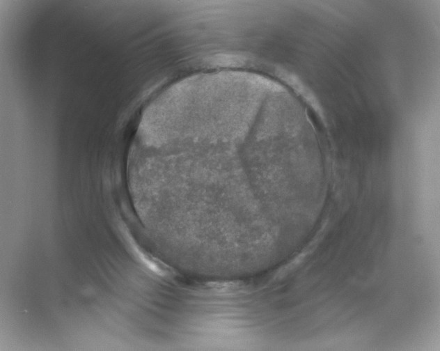 X0000068890057200606021930