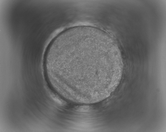 X0000068890104200606021930