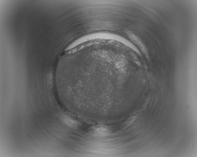 X0000068890113200606021929