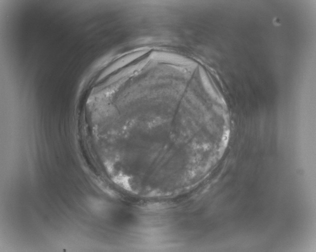 X0000068890149200606021928