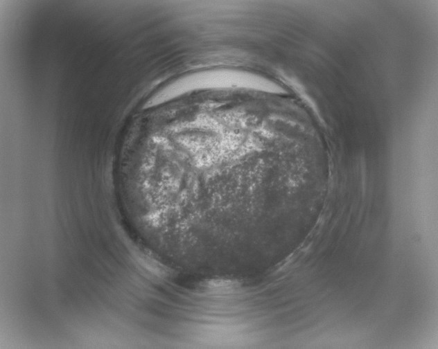 X0000068890154200606021928