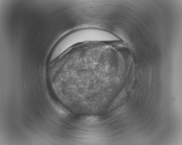 X0000068890156200606021928