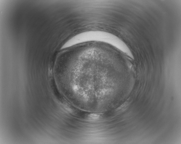 X0000068890176200606021929