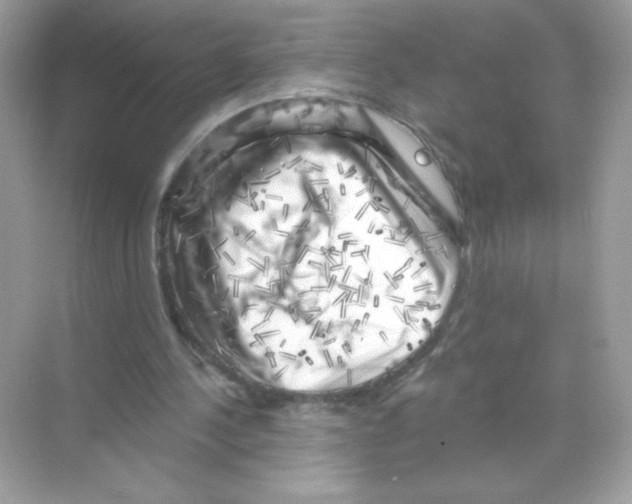 X0000068890244200606021927