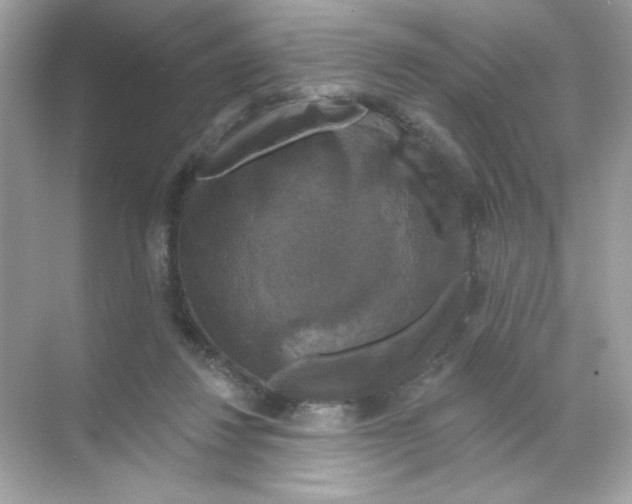 X0000068890260200606021927