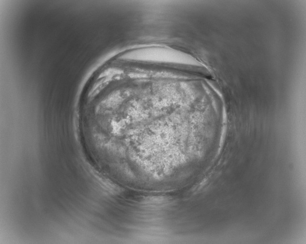 X0000068890342200606021925