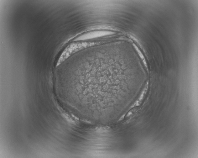 X0000068890345200606021925