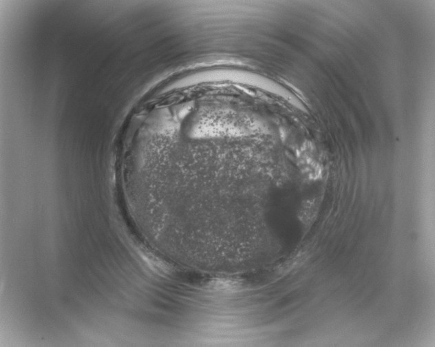 X0000068890350200606021925