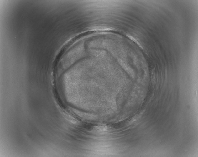 X0000068890351200606021925