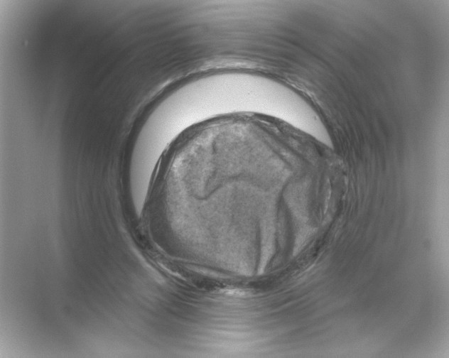 X0000068890352200606021925