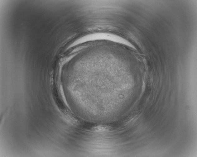 X0000068890356200606021925