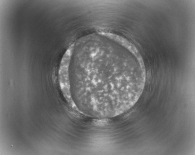 X0000068890671200606021921