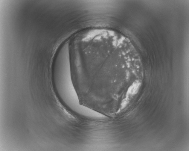 X0000068890721200606021918