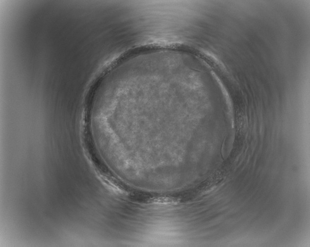 X0000068890736200606021919