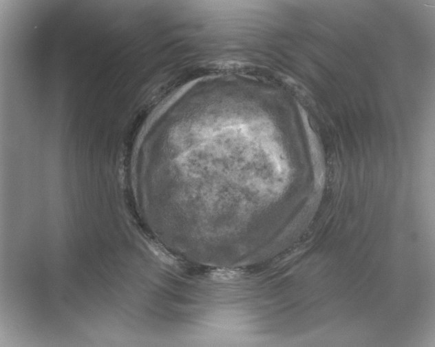 X0000068890762200606021919