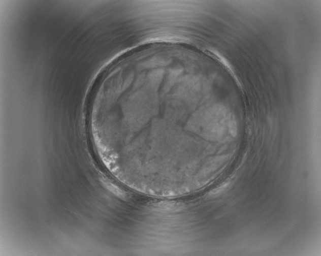 X0000068890779200606021918