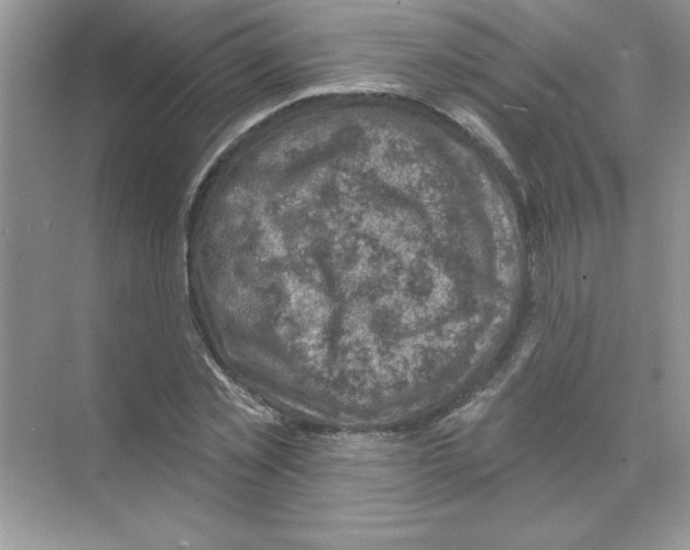 X0000068890781200606021918