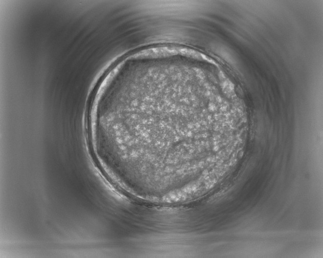 X0000068890796200606021918