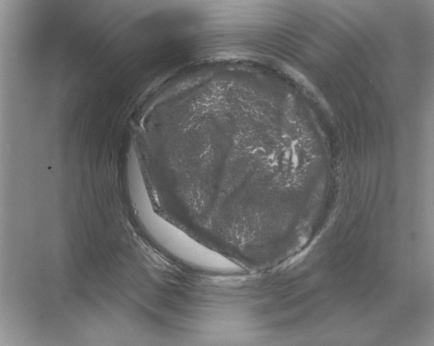 X0000068890825200606021917