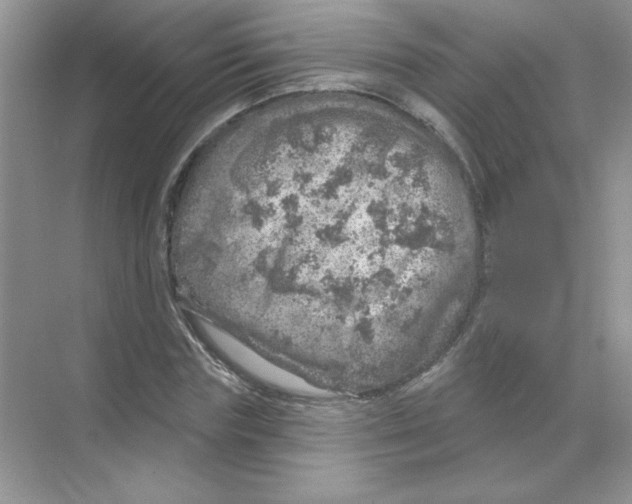 X0000068890827200606021917