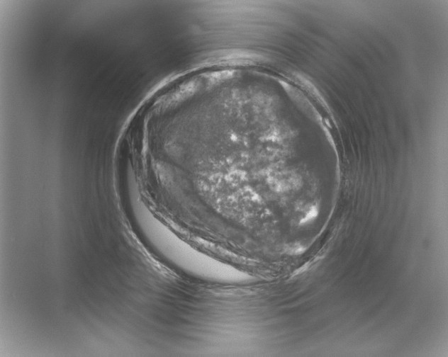 X0000068890835200606021917