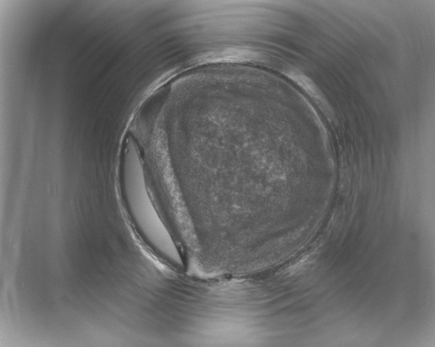 X0000068890850200606021917