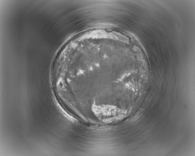 X0000068890851200606021917