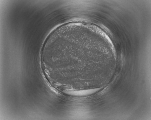 X0000068890854200606021917