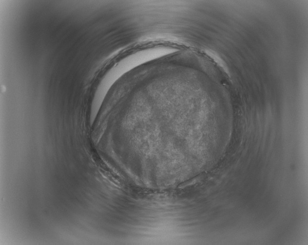 X0000068890872200606021917