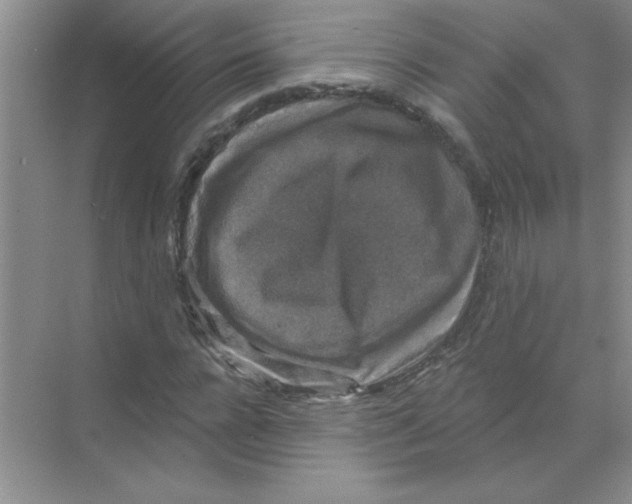 X0000068890920200606021915