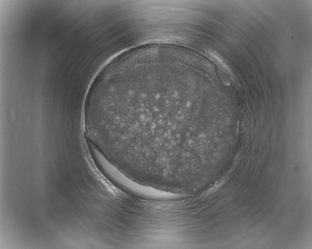 X0000068890940200606021916