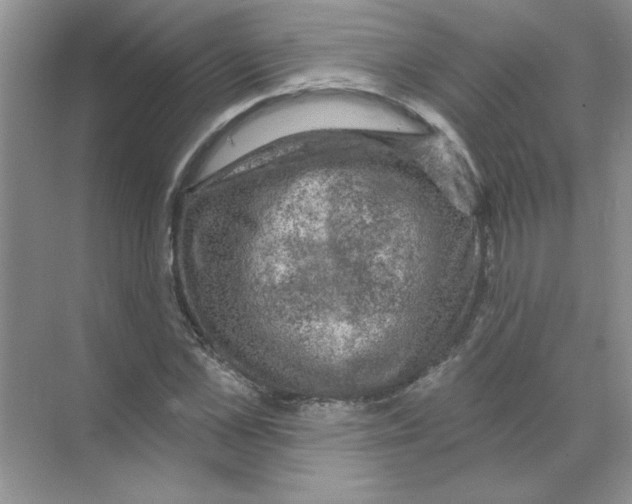 X0000068890973200606021915