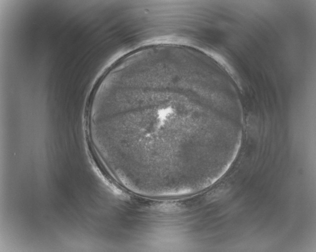 X0000068890998200606021914