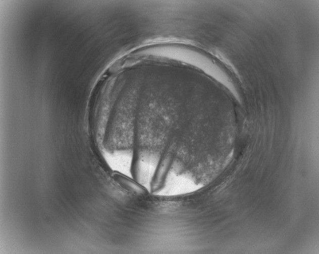 X0000068891173200606021911