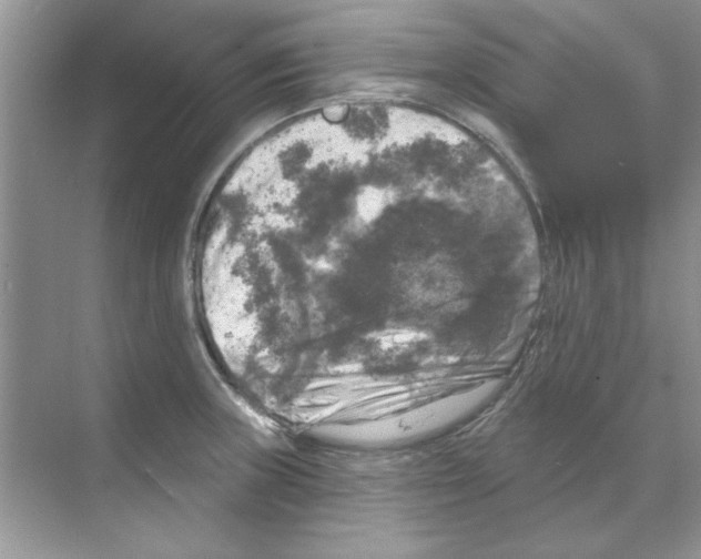 X0000068891235200606021911