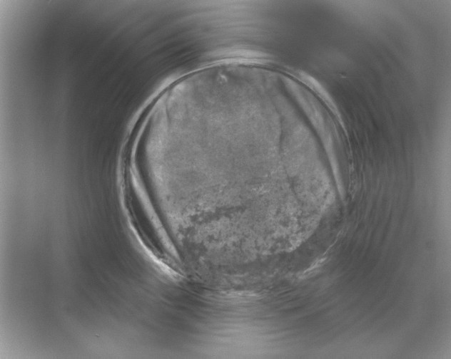 X0000068891243200606021911