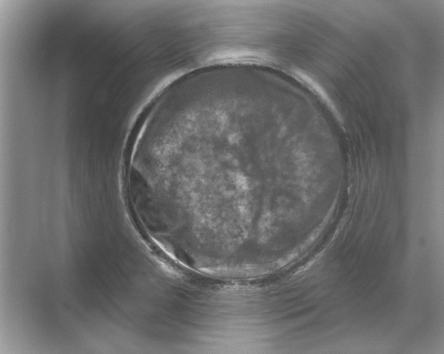 X0000068891277200606021910