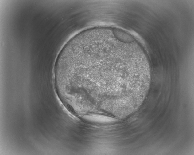 X0000068891287200606021910