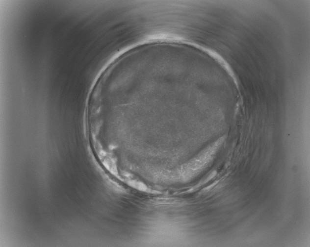 X0000068891295200606021909