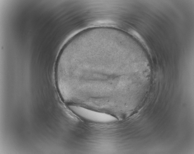 X0000068891336200606021909