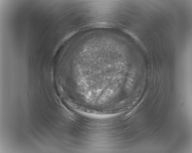 X0000068891402200606021907