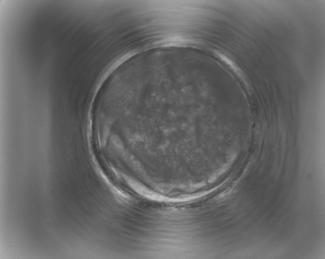 X0000068891418200606021907